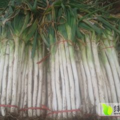 2014章丘大葱值得出手