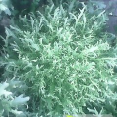 河北滦南苦菊其他蔬菜品质优良