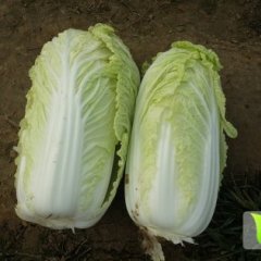 宜城小白菜绿色无公害,王集刘建新诚信合作