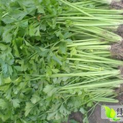 2014邳州其他蔬菜抓住商机无限