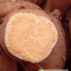 雁江红薯假一赔十保和李伯元诚信合作