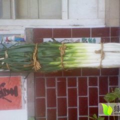 章丘长白大葱，昌邑乔家市场董贵超欢迎您