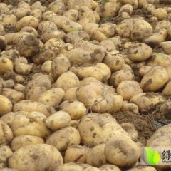 2014安定土豆再不来就没机会了！