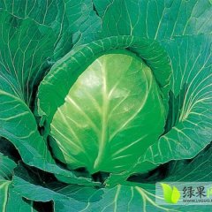 鼓楼福飞农播王1月绿急甘蓝