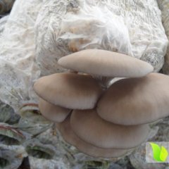 2014东昌府本地菌种蘑菇叶片好