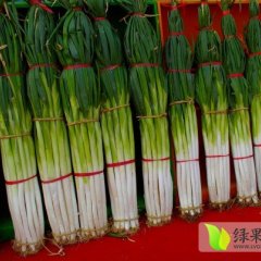 章丘大葱以大量上市，以脆、甜闻名世界