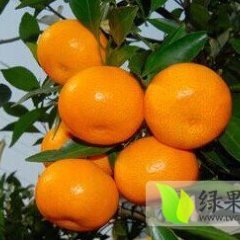 兴安柑橘随行就市,界首胡先生诚信合作