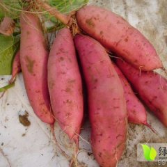 2014成安红薯抓住商机无限