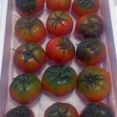 普兰店柿子长势旺盛,瓦窝卢恩来诚信合作