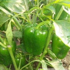 平度蓼兰刘杰11月青椒其他蔬菜