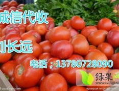 东昌府西红柿营养丰富,沙镇刘长江诚信合作