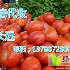 东昌府西红柿营养丰富,沙镇刘长江诚信合作