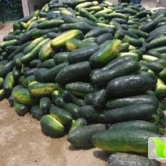 山东滕州大青皮冬瓜著名品牌