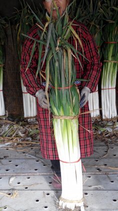章丘绣惠乔月庆11月章丘大葱