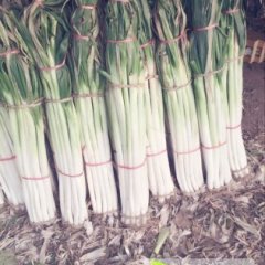 章丘绣惠徐沛冬10月章丘大葱