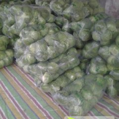 2014江陵甘蓝价格波动不大