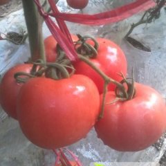 2014禹城西红柿今年价格有看点