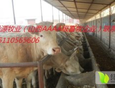 2014忻府肉牛今年价格有看点