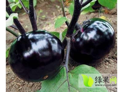 2014年山东莘县快园茄价格