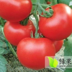 山东费县硬粉西红柿早买早赚