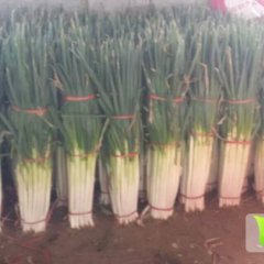 平度展个张文涛11月铁杆大葱