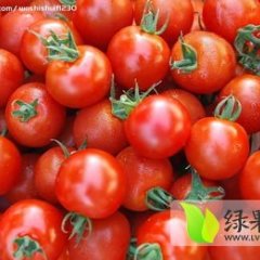 莘县燕店王建宾11月各种西红柿