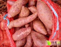 山东东港紫薯红薯逐渐升温