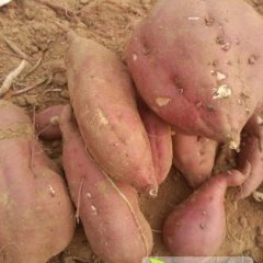 肥乡城东郝进忠11月商薯19红薯