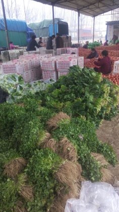 2014东昌府西红柿钱多人傻速来抢购