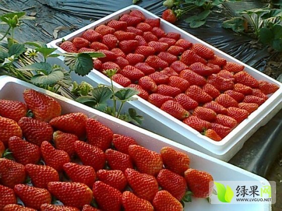 2014年江苏邳州美国甜查理价格