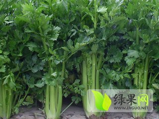 2015年山东曹县美国西芹价格
