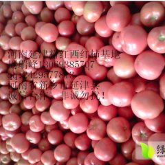 河南延津西红柿大量上市
