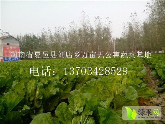 2014年河南夏邑青杂三号价格