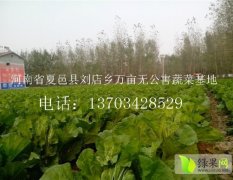 河南省夏邑县万亩无公害蔬菜基地