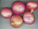常年代收 代销 红皮 黄皮 紫皮洋葱 代发市场