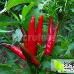 凌海辣椒著名品种,建业郑永旗诚信合作