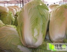 山东滕州北京新三号白菜长势旺盛