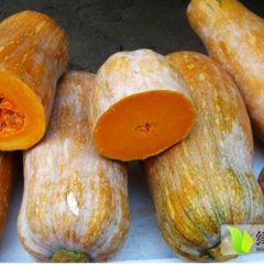 嘉鱼南瓜随行就市,潘家叶双喜诚信合作