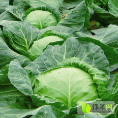 2014嘉鱼甘蓝再不来就没机会了！