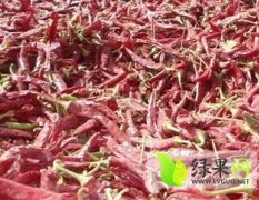 山西忻府万都红辣椒火爆招商中