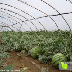 2015凌海西瓜现在订货有惊喜