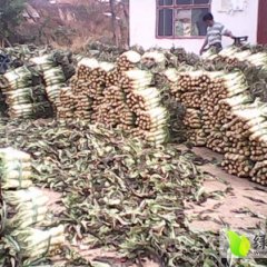 好货-靓货-只要3毛！现在到现在装！