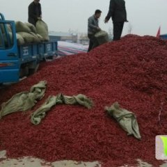 2014金乡辣椒现在订货有惊喜