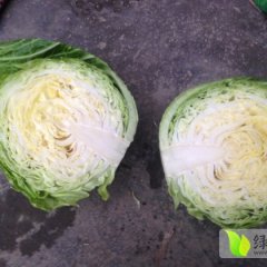 湖北天门旺旺甘蓝早买早赚