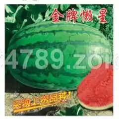 不嫁接，原籽西瓜