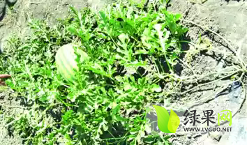 容城保定李同占6月免整枝西瓜