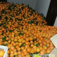 湖北点军柑橘何去何从