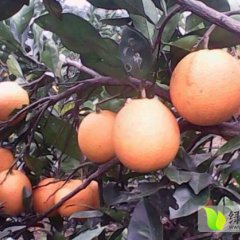 安仁关王邓秀连11月冰糖橙柑橘