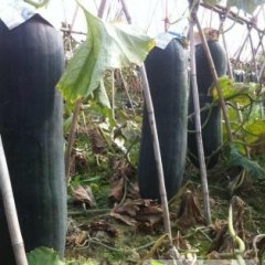 清新冬瓜营养丰富,回澜刘生诚信合作