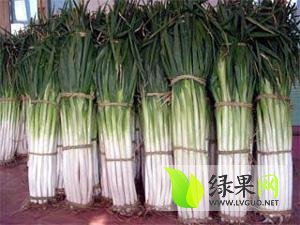 东昌府大葱上货量大,沙镇刘义财诚信合作